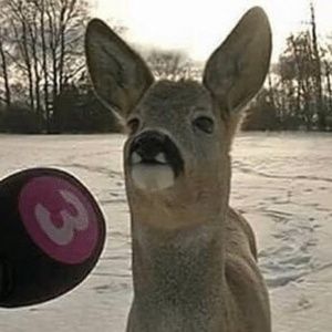 Meet your Posher, Conner